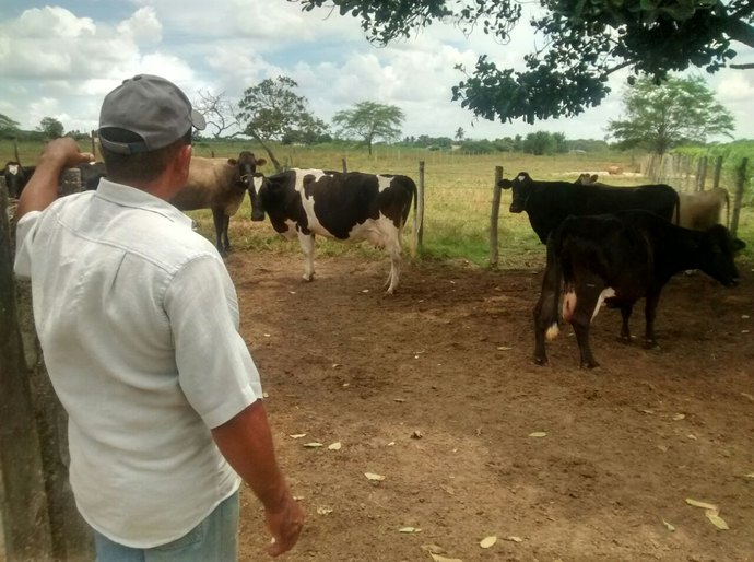 Arapiraca quer ampliar programa de inseminação artificial bovina