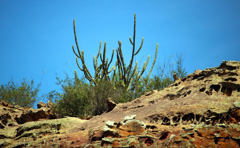 Exposição “A Caatinga do Sertão Alagoano” estreia no Museu da Imagem e do Som de Alagoas
