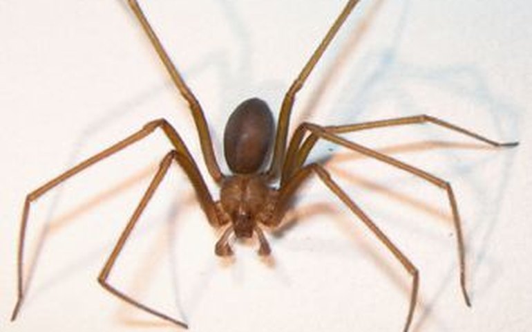 Conheça os riscos da aranha-violinista após morte de jovem de 23 anos picado pela espécie