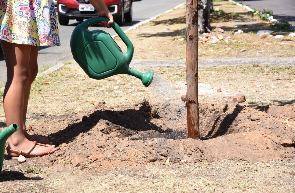 arborização