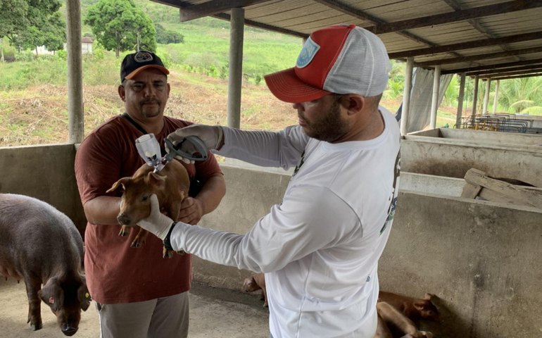 Alagoas vacina rebanho contra Peste Suína Clássica em São José da Laje