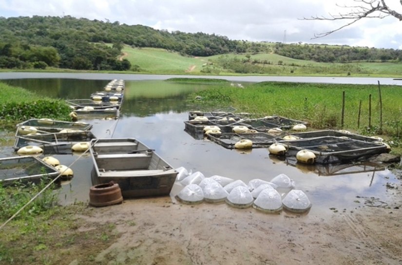 Governo do Estado distribui 143,6 mil alevinos durante o mês de outubro