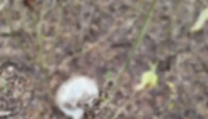 Crânio humano é encontrado próximo de ossada em Itabaiana