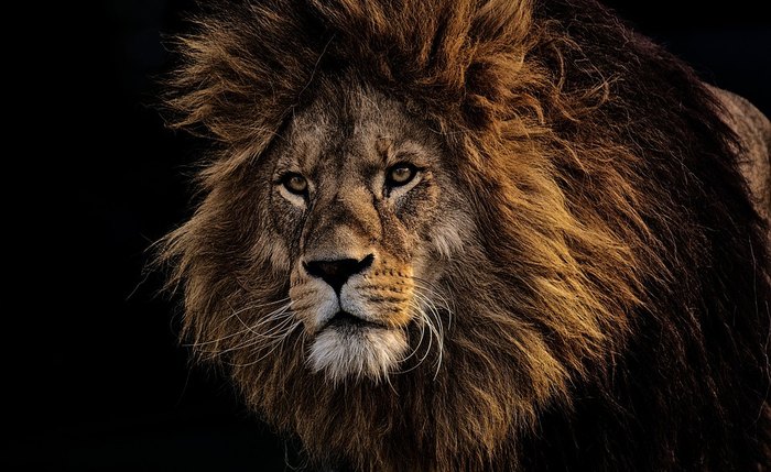 Leão, símbolo da Receita Federal