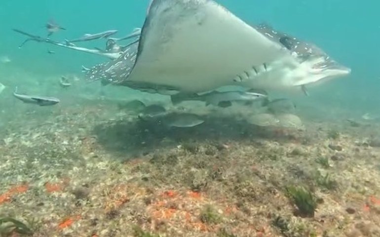 Raia gigante cercada por cardume é registrada por fotógrafo no Arpoador