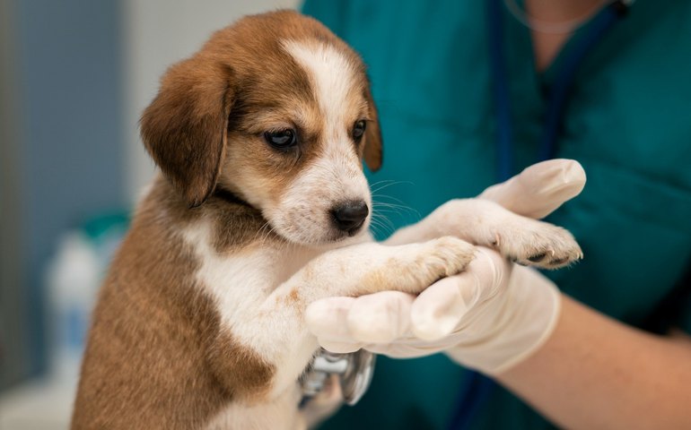 Imunização preventiva protege pets de doenças fatais