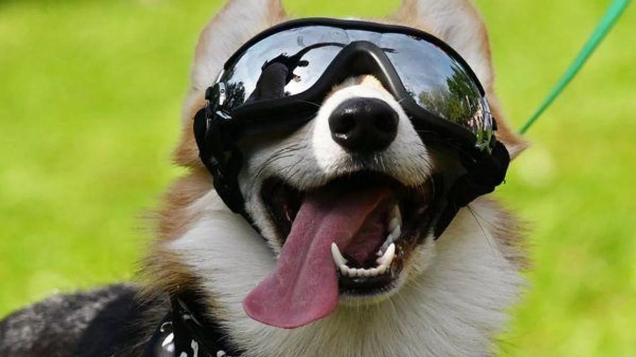 Cães processam o ritmo da fala de forma semelhante aos humanos, aponta estudo