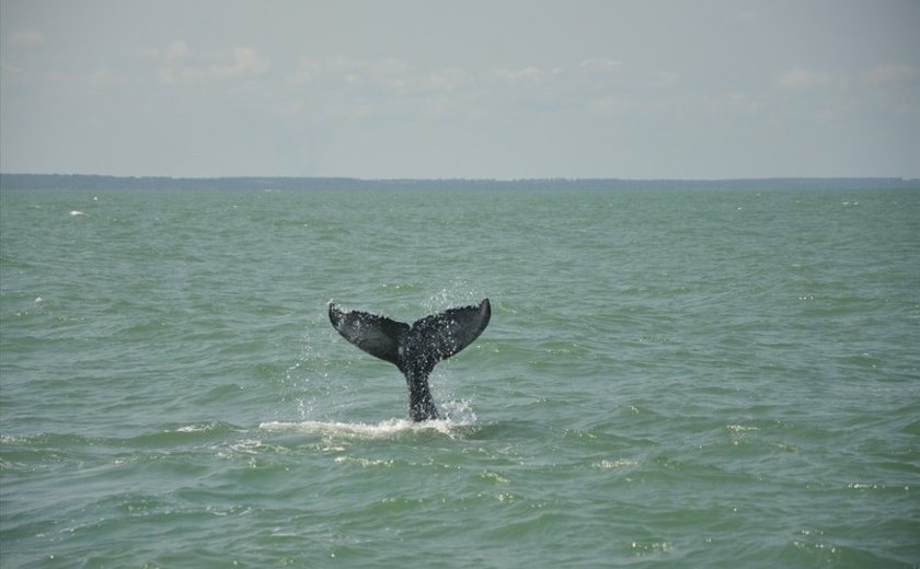 Baleias são vistas no Pontal do Peba em Alagoas