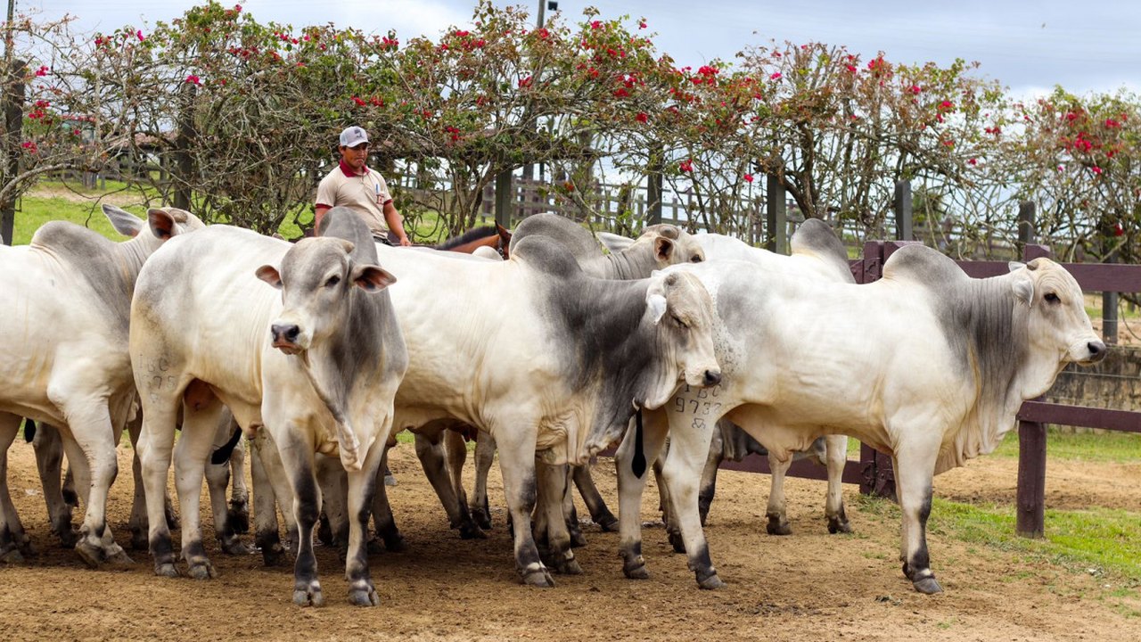 21º Leilão Nelore Barros Correia é o abre-alas da 72ª Expoagro Alagoas