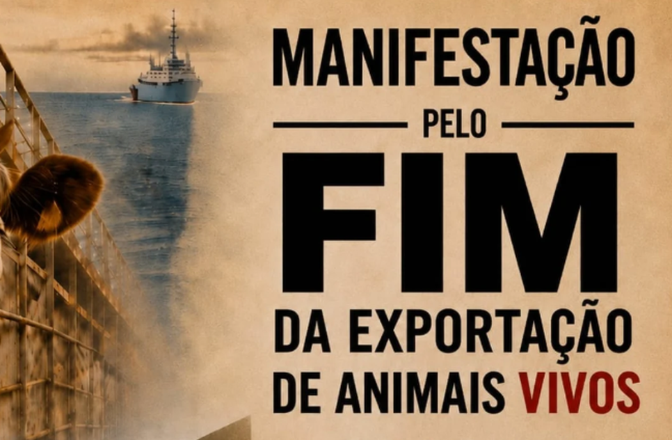 Captura de tela 2026-06-11 120913 / Foto: Imagem: Divulgação