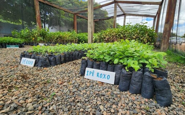 Arapiraca Verde: mais de 42 mil mudas de árvores foram produzidas e destinadas às áreas públicas do município
