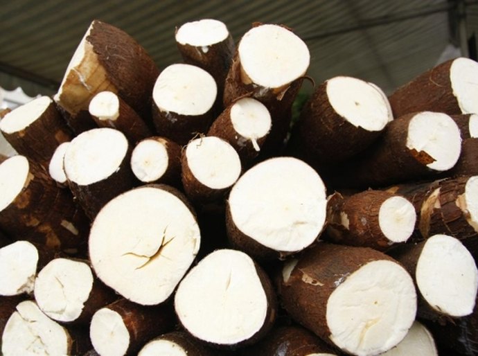 Produtores de cana conhecem benefícios da cultura da mandioca