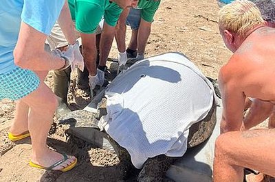 Com 131 kg, Tartaruga-verde é resgatada após encalhar em praia de Milagres
