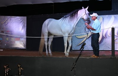 Alagoas Quarter Horse abre temporada de negócios da Expoagro/AL 2018  