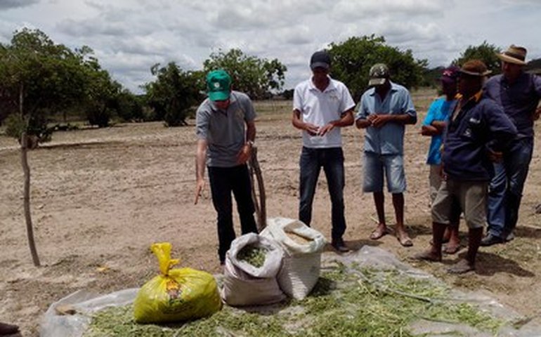 Dia de campo ensina estratégias para agricultores lidarem com a seca