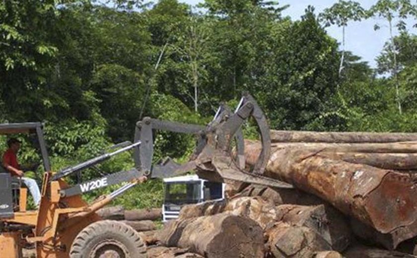 Brasil perde 1,8% de suas florestas em dois anos, diz IBGE
