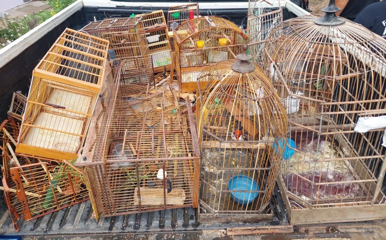 Operação Curupira apreende 351 aves e aplica mais de R$ 130 mil em multas na APA de Murici