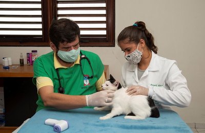 Programa de cuidado de animais garante vacinação de 100 felinos em um dia de campanha