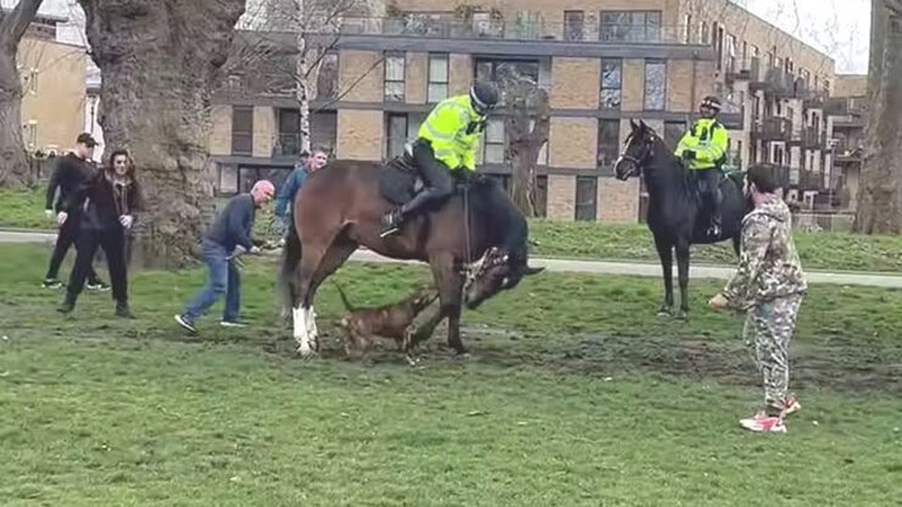 Cachorro persegue e ataca cavalo montado por policial em Londres: 'enlouqueceu'; veja vídeo