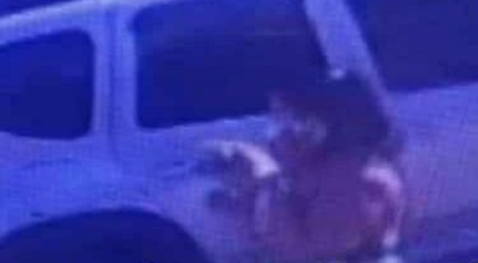 Família procura por cachorro roubado na porta de casa em Aracaju