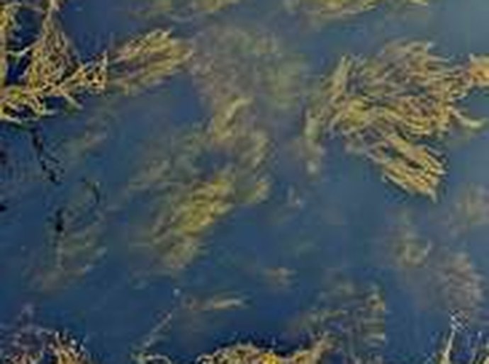 Algas marinhas impulsionam mercado de bioestimulantes na agricultura brasileira