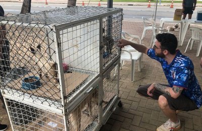 Gabinete da Causa Animal e Zoonoses levam cães e gatos para Feira de Adoção no domingo 