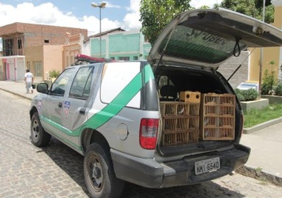 Batalhão de Polícia Ambiental apreende pássaros silvestres em Viçosa