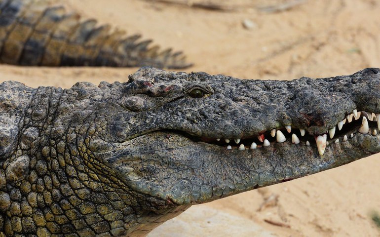 Blindagem inspirada em crocodilos promete desviar projéteis com mais eficiência e menor custo