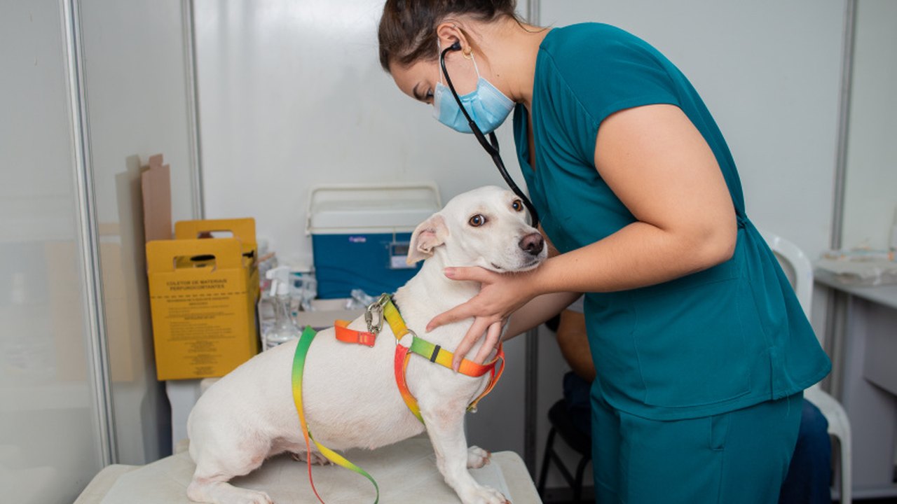 Saúde da Gente leva atendimentos para animais do Conjunto José Tenório