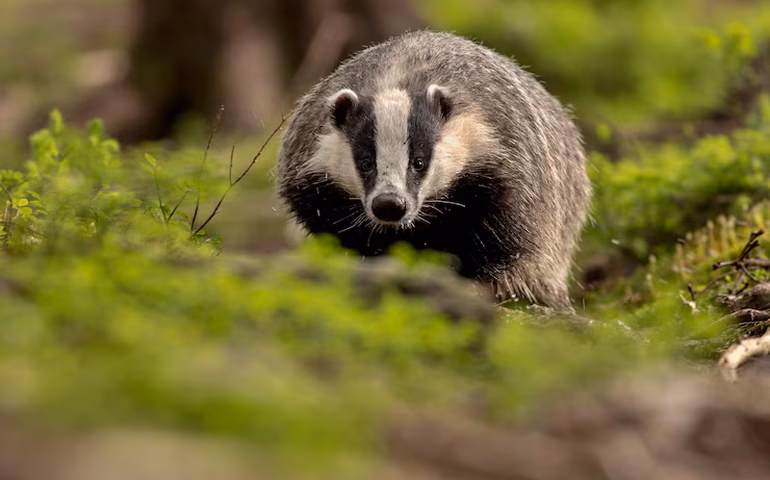 Texugos-do-mel deixam o frio e vão brilhar no sol da Rússia