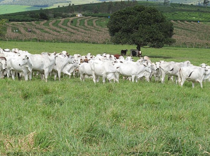 Produtores do agreste alagoano obtém aumento de produtividade na bovinocultura de leite, com apoio do Banco do Nordeste