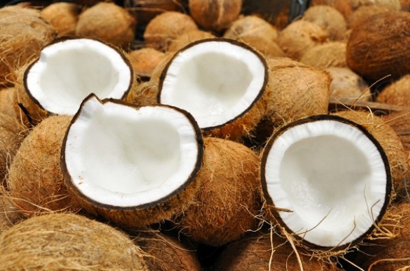 Renan Filho assina decreto sexta(2) que valoriza produção de coco alagoana