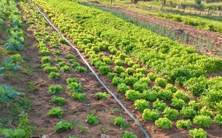 Banco do Nordeste projeta aplicar mais R$ 10,2 bilhões do Plano Safra até junho