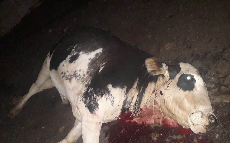 Equipes do IMA, Adeal e PM/AL combatem o abate clandestino de animais