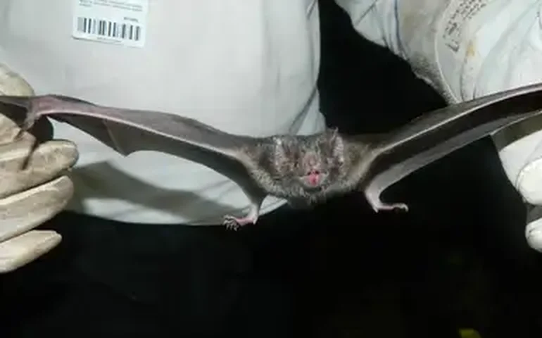 Criança morre de raiva no Canadá após morcego ser encontrado no seu quarto