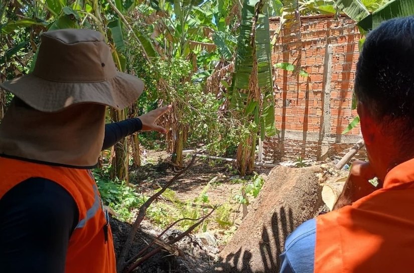 Análise técnica da Defesa Civil reforça prevenção de acidentes causados por árvores