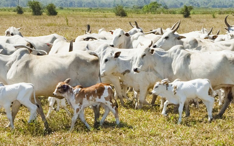 Em AL, rebanho bovino cresce 4,6% e atinge 1,29 milhões de cabeças em 2020