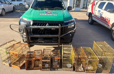 Armas de fogo e centenas de animais silvestres são apreendidos em operações do Batalhão de Polícia Ambiental