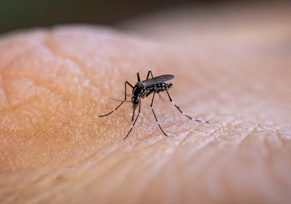 Sesau confirma mais de 4.200 casos de dengue em AL