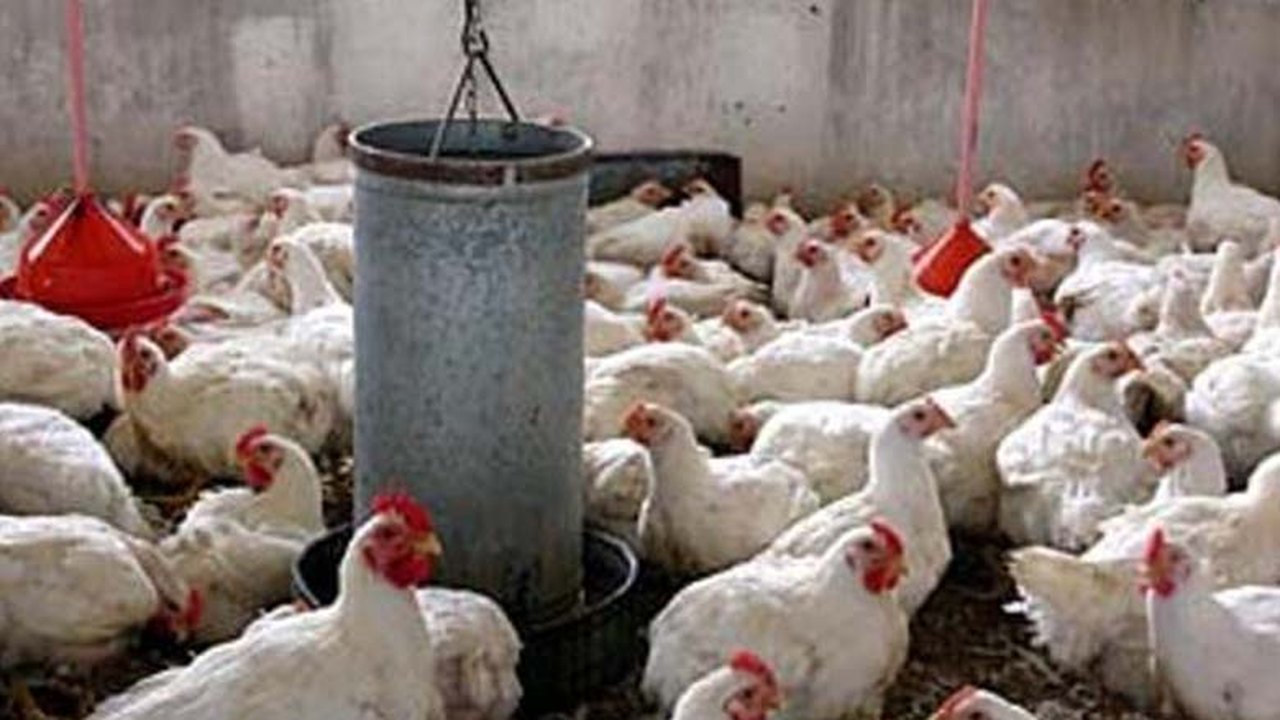 Veterinários da Adeal participam de treinamento sobre Influenza aviária