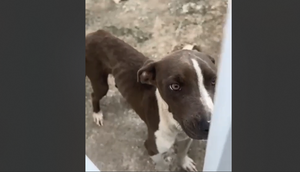 cachorro-resgatado / Foto: Foto: reprodução/divulgação ascom SSP/SE