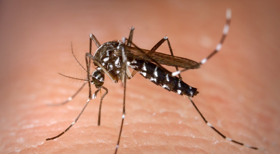 Dengue / Foto: Google