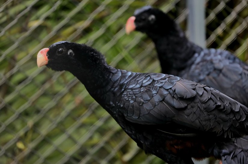 Reintrodução do Mutum-de-Alagoas avança com atuação integrada do MPAL
