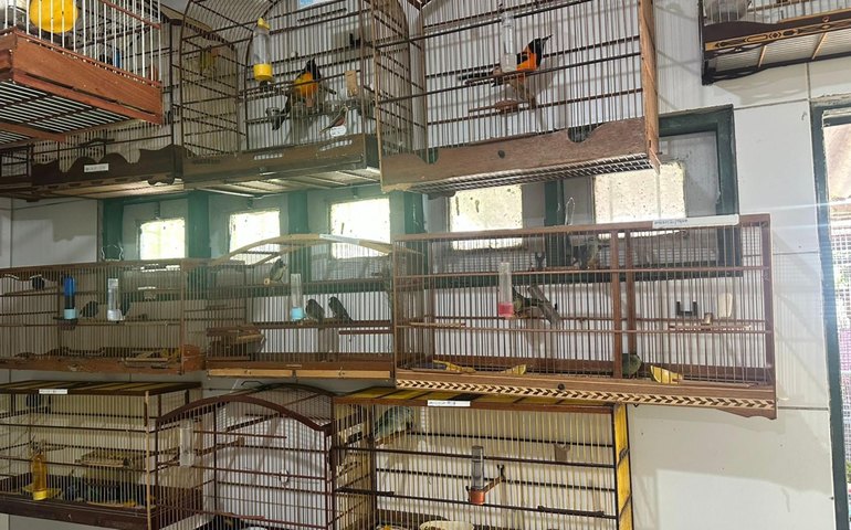 Cetas acolhe 42 aves vítimas de maus-tratos apreendidas no aeroporto de Alagoas