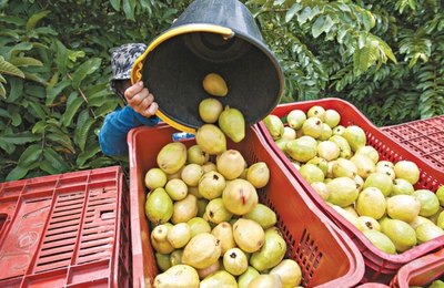 Empresa de fruticultura irrigada será instalada em Alagoas