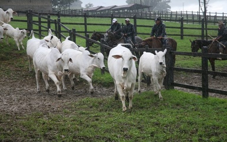 Governo debate melhorias no rebanho de corte em Alagoas