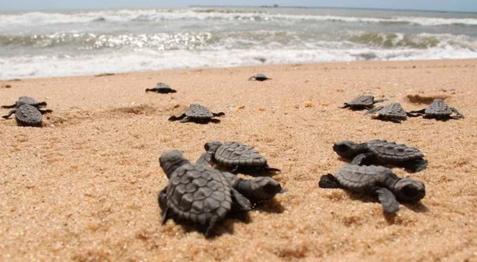 Projeto Tamar realiza soltura de tartarugas recém-nascidas em Aracaju nesta terça-feira