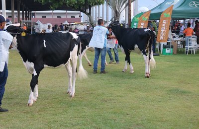 Ranqueada do Girolando terá maior participação de animais na 73ª Expoagro Alagoas