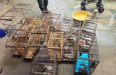 PM-AL resgata 89 aves silvestres durante fiscalização do Batalhão Ambiental no interior