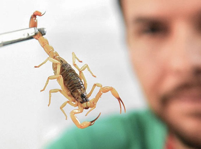 Crianças são mais vulneráveis a envenenamento por picada de escorpião